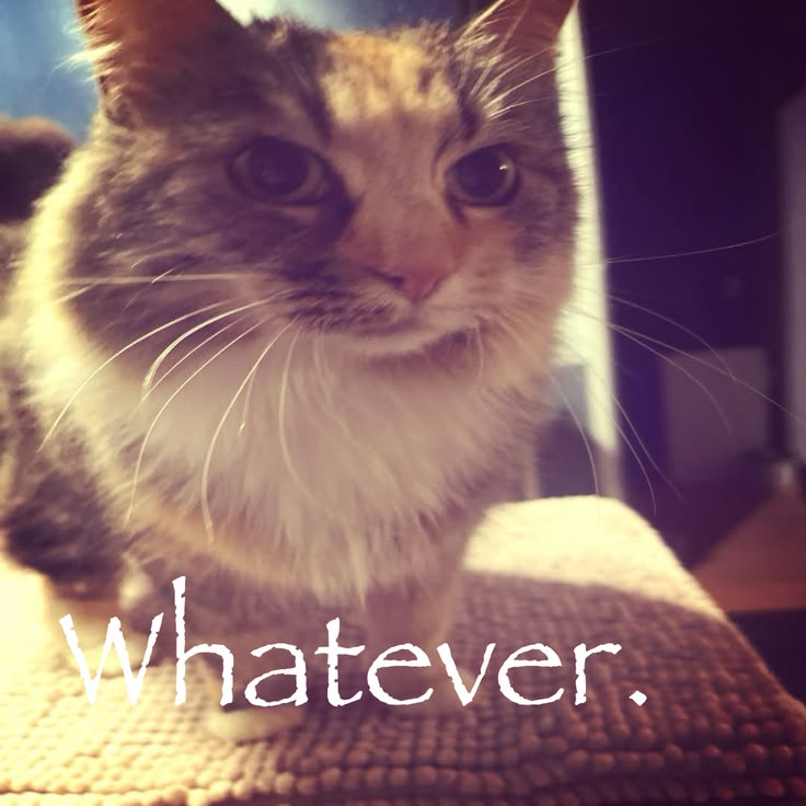 Beautiful image of a cat. If you're reading using w3m, hello!!